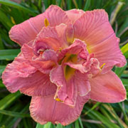 Spacecoast Beyond Bold Daylily